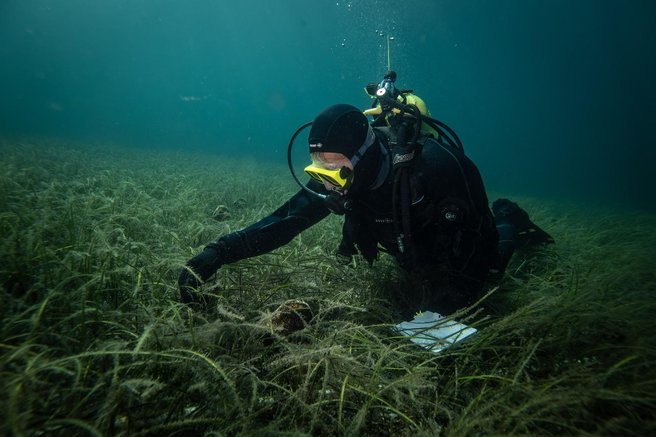 veliki lescur jadran hrvaska tezave zadnji primerki italija resitev groza ogorcenje