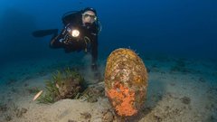 veliki lescur jadran hrvaska tezave zadnji primerki italija resitev groza ogorcenje