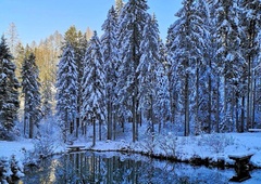 Idilično slovensko jezero sredi gozda - govori se, da ima zdravilne učinke