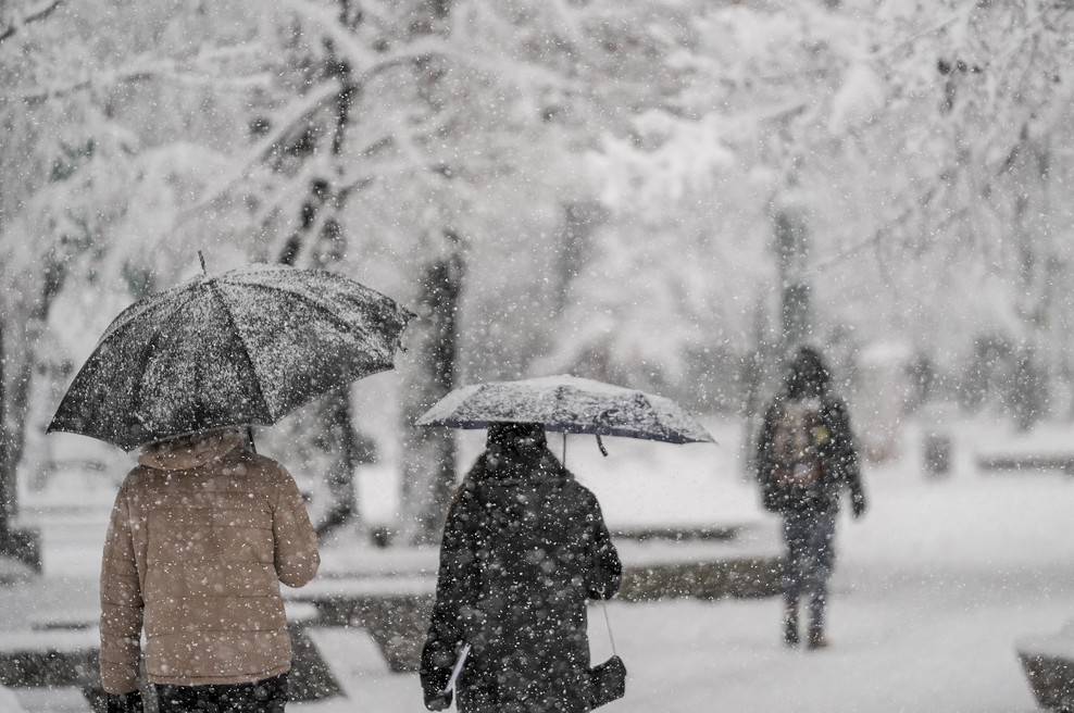 Tragedija zaradi snega: ženska umrla po tem, ko je na njo padlo 10-metrsko drevo (foto: Profimedia)