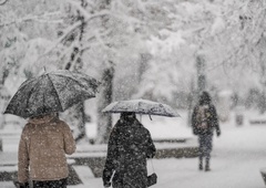 Tragedija zaradi snega: ženska umrla po tem, ko je na njo padlo 10-metrsko drevo