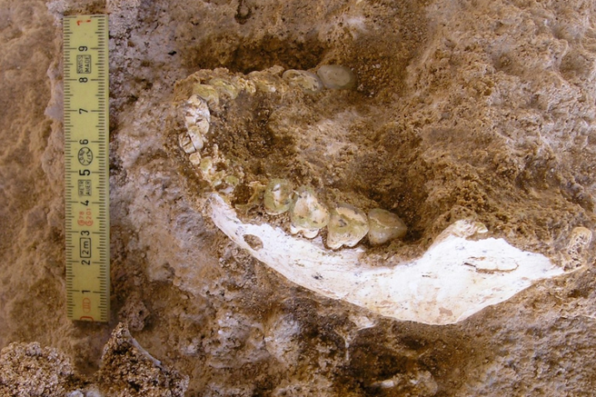 maroko casablanca jama arheologija zgodovina odkritje