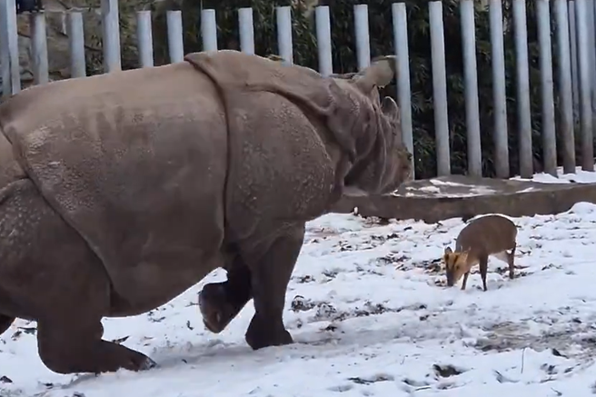 Osupljiv prizor iz živalskega vrta: kamera ujela nekaj povsem nepričakovanega (VIDEO)