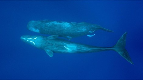 Osupljivo odkritje znanstvenikov: razvozlali so dolgoletno uganko v živalskem svetu