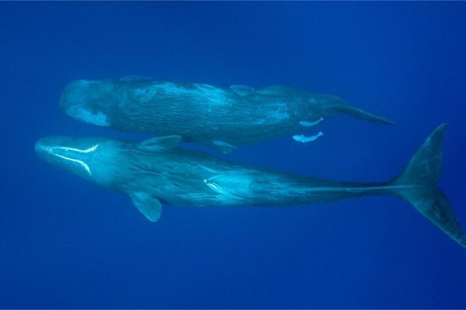 Osupljivo odkritje znanstvenikov: razvozlali so dolgoletno uganko v živalskem svetu