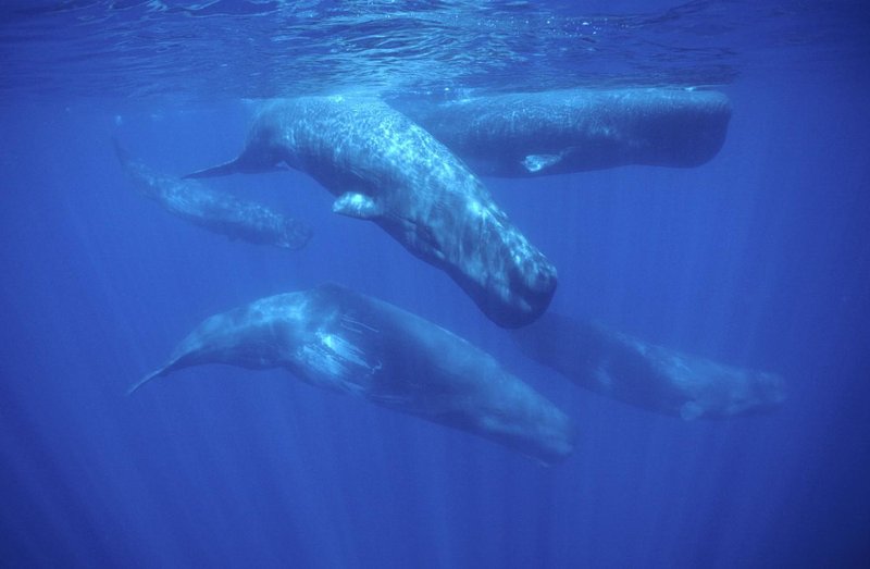 Osupljivo odkritje znanstvenikov: razvozlali so dolgoletno uganko v živalskem svetu
