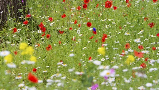 Vsi ga pulijo kot plevel, a čisti jetra kot buldožer: močnejši od limone in raste na vsakem travniku