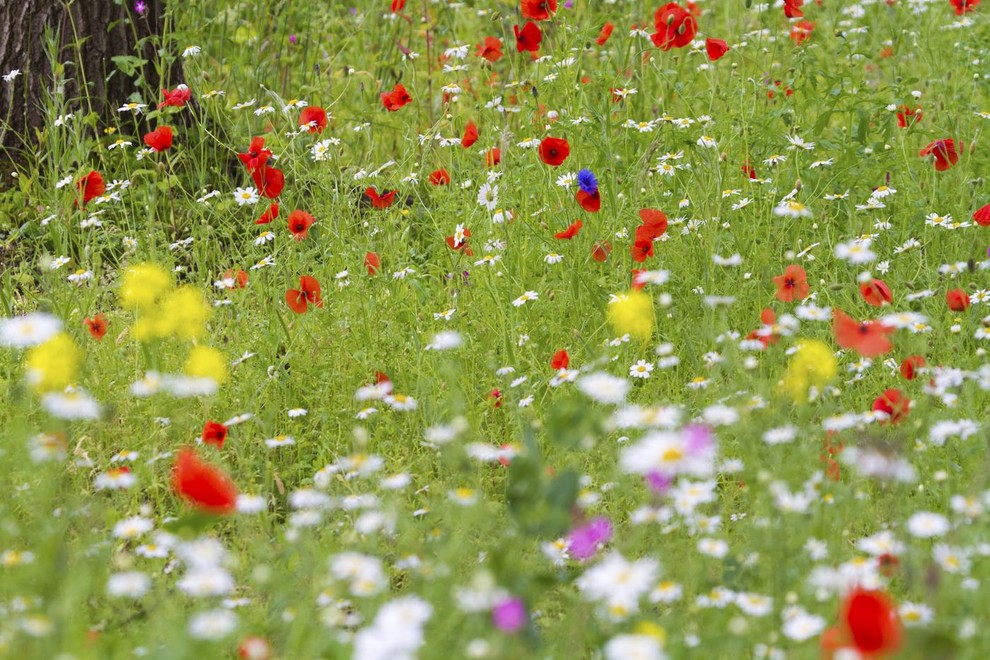 regrat zdravje nasvet organizem jetra detoks recept