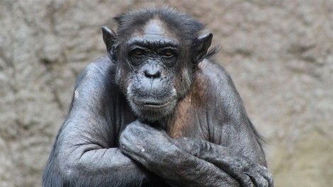 Poginila najbolj znana šimpanzinja na svetu (bila je res nekaj posebnega)