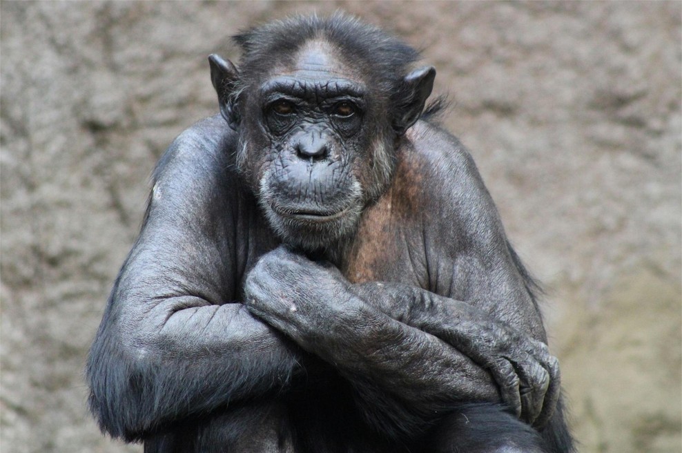 Poginila najbolj znana šimpanzinja na svetu (bila je res nekaj posebnega) (foto: X/MApodogan)
