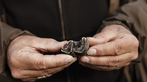 volnati nosorog zgodovina najdba nosorog volk zivali preteklost odkritje