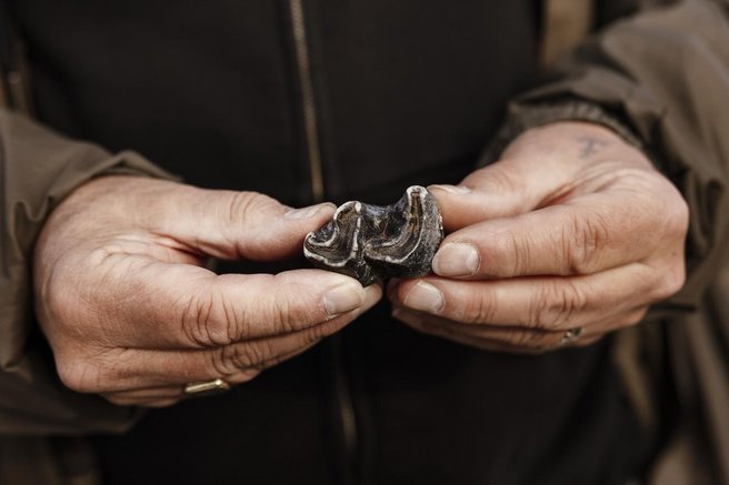 volnati nosorog zgodovina najdba nosorog volk zivali preteklost odkritje