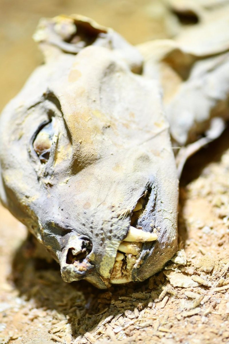 gepard savdska arabija  mumija zgodovina najdba arheologija znanost clovestvo odkritje