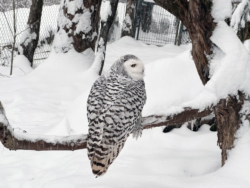 Zimske skrivnosti živalskega vrta — kdo spi in kdo je še bolj živahen (FOTO)