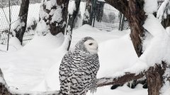 Snežna sovica v snegu, ki je zapadel na začetku leta.