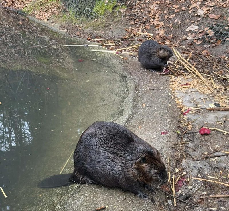 ZOO Ljubljana zivalski vrt bobri