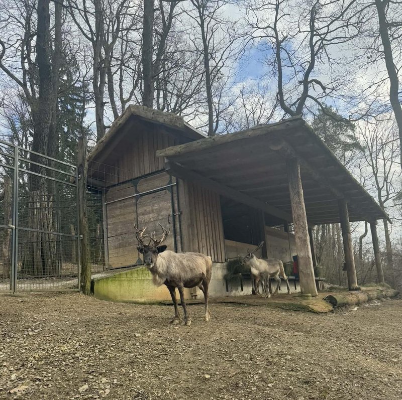 ZOO Ljubljana zivalski vrt severni jeleni