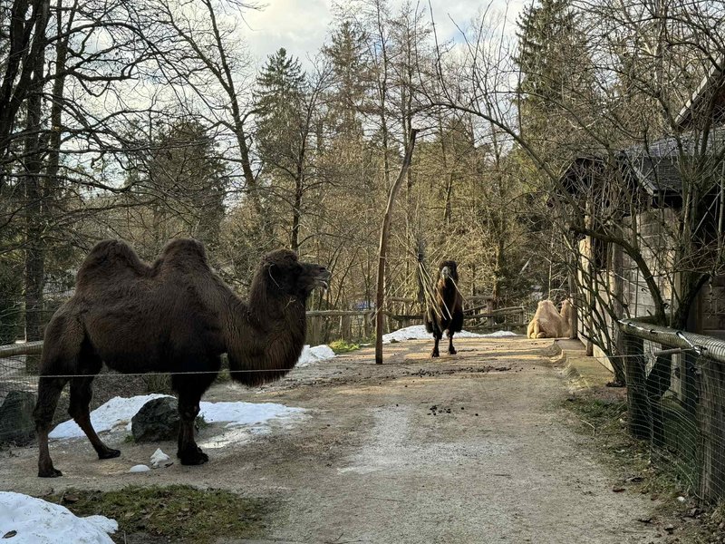 ZOO Ljubljana zivalski vrt