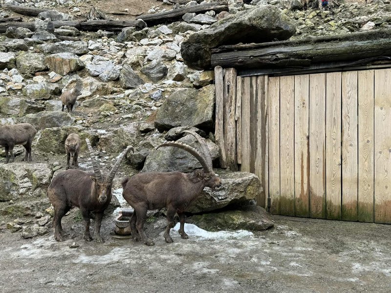 ZOO Ljubljana zivalski vrt kozorog
