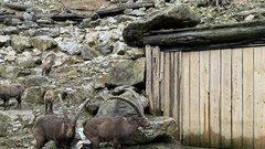 ZOO Ljubljana zivalski vrt kozorog