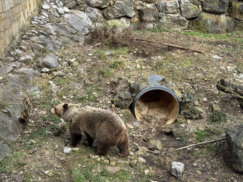 ZOO Ljubljana zivalski vrt medved Pombi