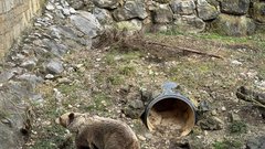 ZOO Ljubljana zivalski vrt medved Pombi