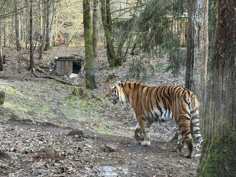 ZOO Ljubljana zivalski vrt tiger