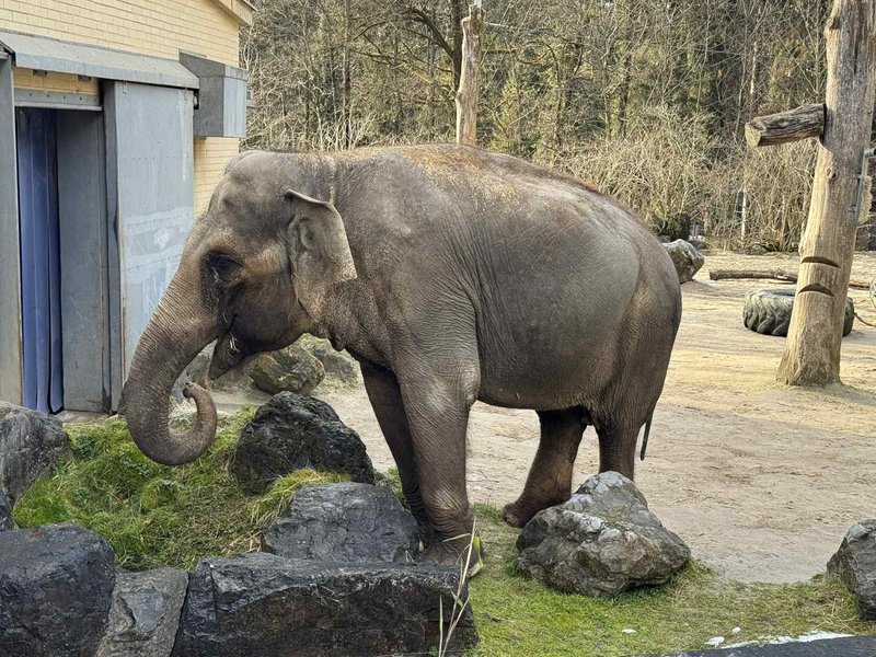 ZOO Ljubljana zivalski vrt slonica Ganga