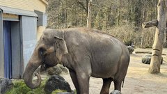 ZOO Ljubljana zivalski vrt slonica Ganga