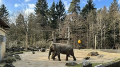 ZOO Ljubljana zivalski vrt slonica Ganga