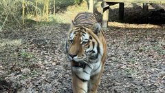 ZOO tiger
