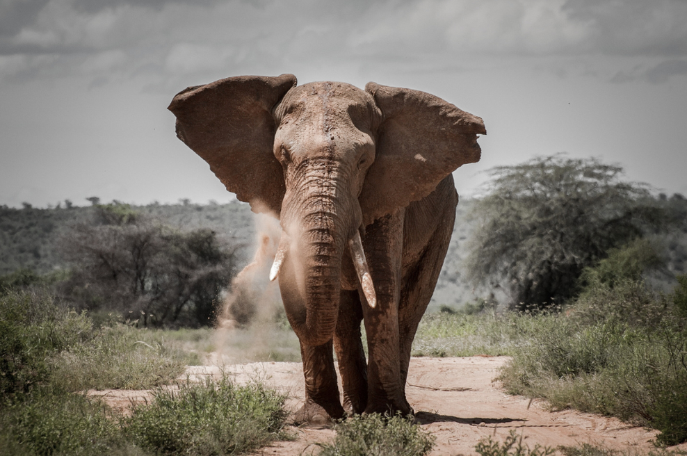 Ubijalski slon v desetih dneh ubil 22 ljudi, oblasti svarijo prebivalce (foto: Profimedia)