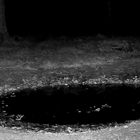 Kamera v slovenskem gozdu ujela osupljiv prizor: navdušeni so celo lovci (VIDEO)