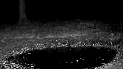 Kamera v slovenskem gozdu ujela osupljiv prizor: navdušeni so celo lovci (VIDEO)