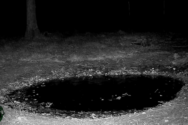 Kamera v slovenskem gozdu ujela osupljiv prizor: navdušeni so celo lovci (VIDEO)