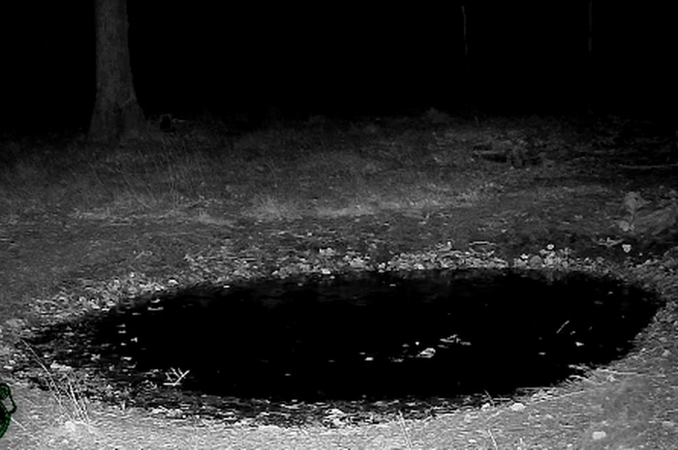 Kamera v slovenskem gozdu ujela osupljiv prizor: navdušeni so celo lovci (VIDEO) (foto: Facebook/Lovska družina Col/posnetek zaslona)