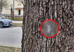 Grozljiv prizor sredi Ljubljane: mimo so se sprehajali tudi otroci