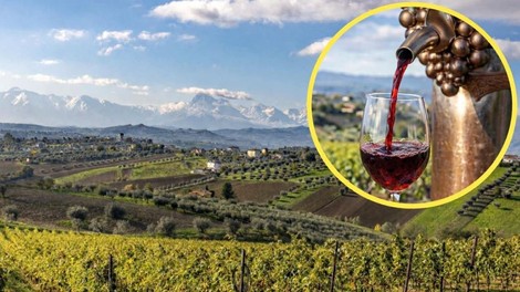 vinograd abruzzo vino