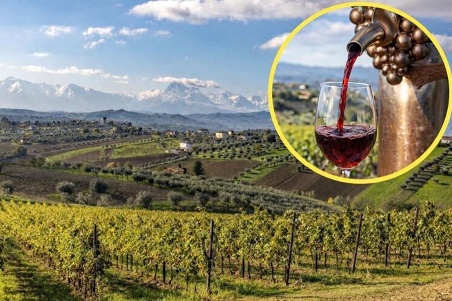 vinograd abruzzo vino