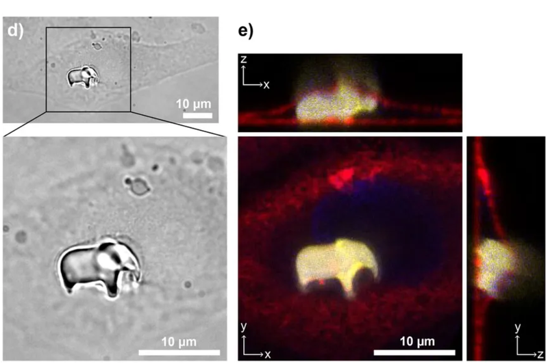 Slovenskim raziskovalcem uspelo nekaj neverjetnega: o njihovem dosežku govori ves svet