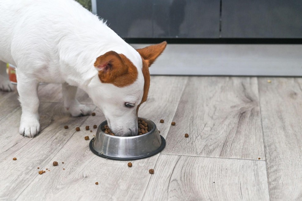 Ste svojemu psu kupili to hrano? Takoj jo vrzite stran (foto: Profimedia)