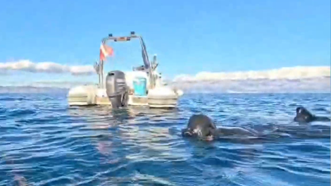 hvar ribolov ante hobotnica orjaska lov ulov posast jadran