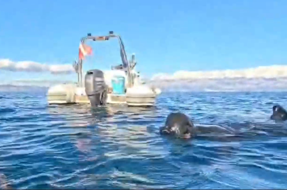 Ribič pri Hvaru naletel na osupljivo najdbo: bitka trajala kar 20 minut, ko so videli posnetek, so vsi obnemeli (foto: Posnetek zaslona)