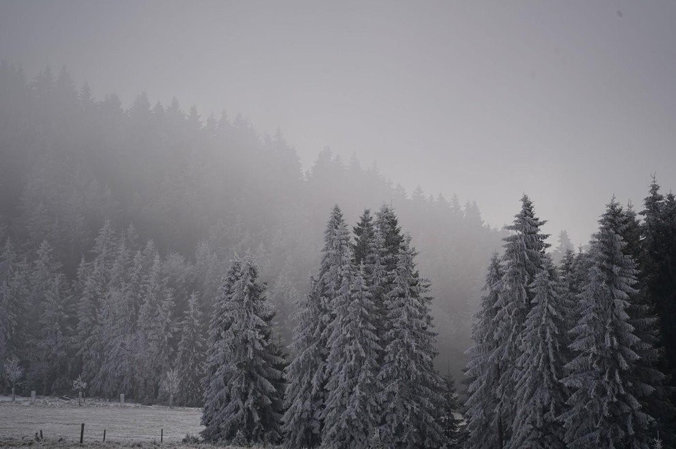 Zimski gozd (foto: Profimedia)