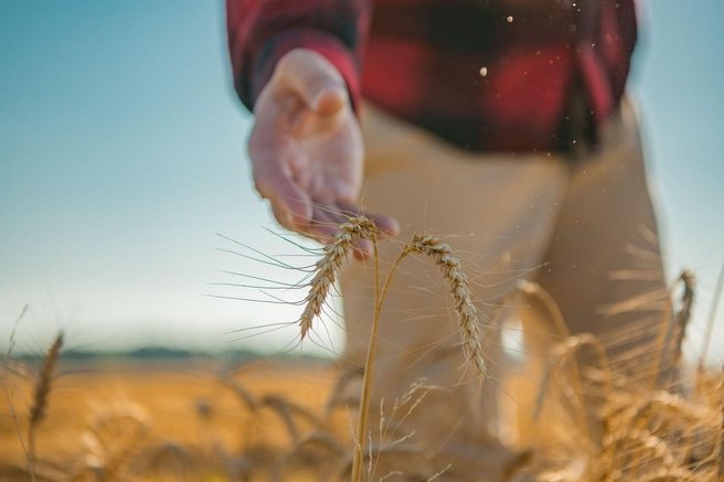 kmet polje njihova roboti ideja zasluzek inovativnost gospodarstvo denar
