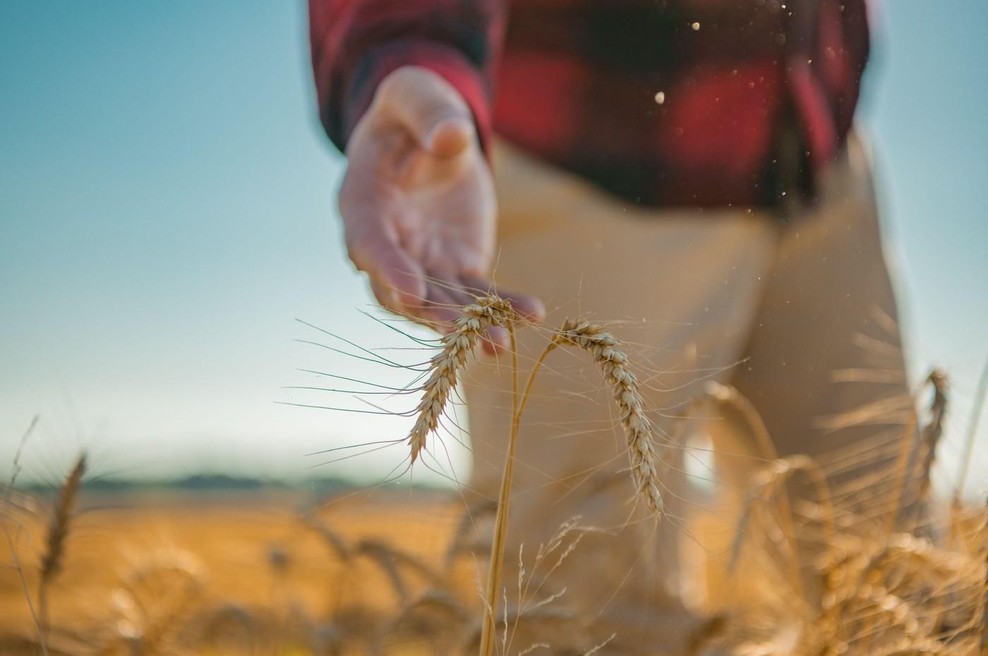 Vsi so se mu smejali, ko so videli, s čim gre na njivo: čez 1 leto so obnemeli, ko je kmet pokazal, koliko je zaslužil (foto: Profimedia)