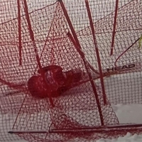 Grd padec Lindsey Vonn: 41-letnica je obležala na snegu (VIDEO)