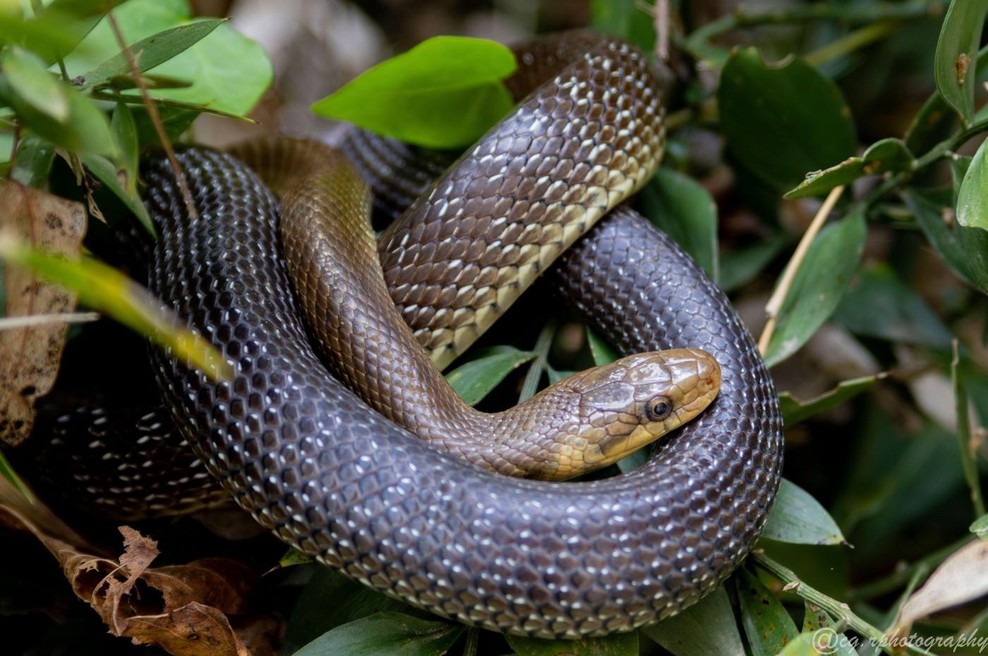 Trik, ki bi ga moral poznati vsak: če v naravi naletite na kačo, si zapomnite to pravilo (foto: Profimedia)