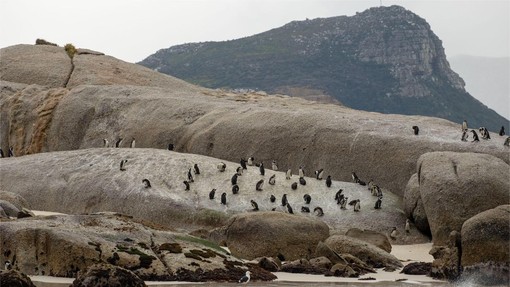 Znanstvenike skrbi vedenje prikupne živali: mladiče je začela hraniti s kamni