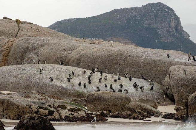 Znanstvenike skrbi vedenje prikupne živali: mladiče je začela hraniti s kamni